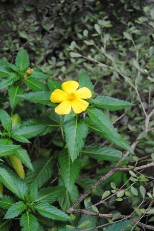 Tropical Flowerの写真素材