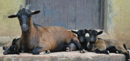 Nigerian Goatの写真素材