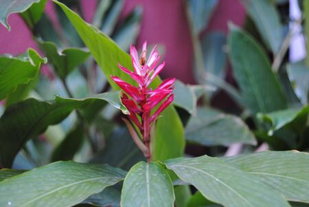 Tropical Flower from Nigeriaの写真素材