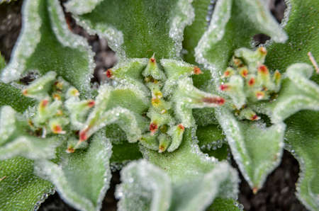 Cactus plant on soil の写真素材