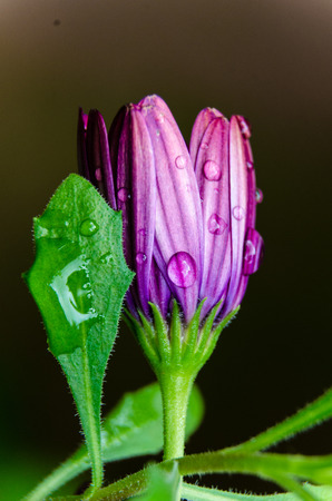 Cape daisy in the rain in side viewの写真素材