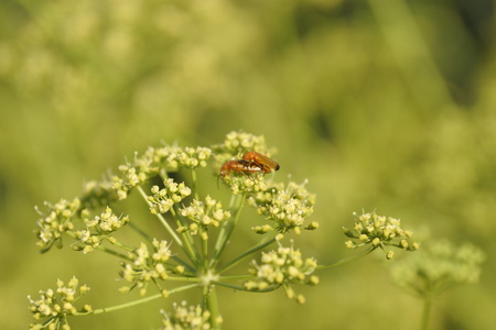 beautiful smelling umbelliferous plant on nature insectsの写真素材