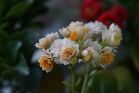 Kalanchoe beautiful home flower blossom budsの写真素材