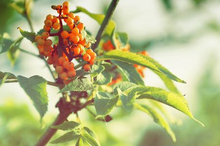 berries ripe sea buckthorn orange delicious on a branch harvest season end of Augustの写真素材
