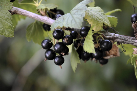 berries ripe black currant on a branch