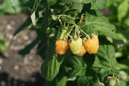 three not ripe large raspberries on a branch in the garden