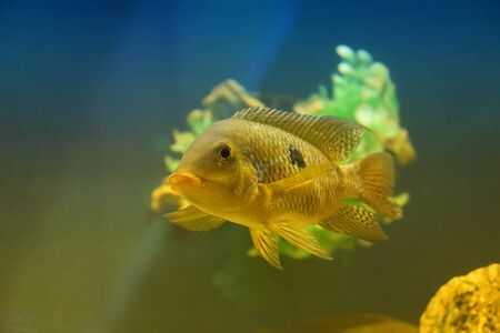 one fish perch in the water looks at you (copy the text at the top there is a place)