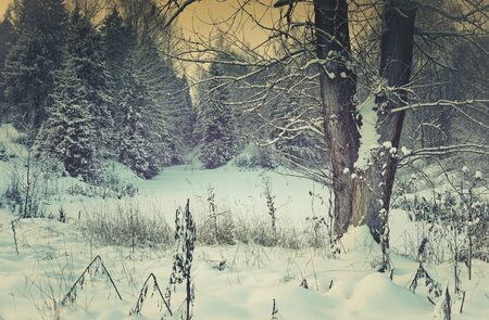 Christmas tree beautiful landscape two poplar trees in the snowの写真素材