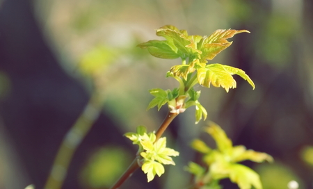 green leaves of poplar were opened on the branch beginning of springの写真素材
