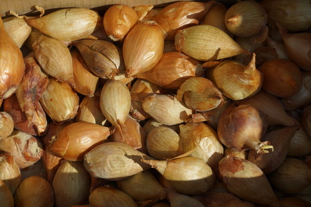 Rhizome tuber bulb onions in a cardboard boxの写真素材