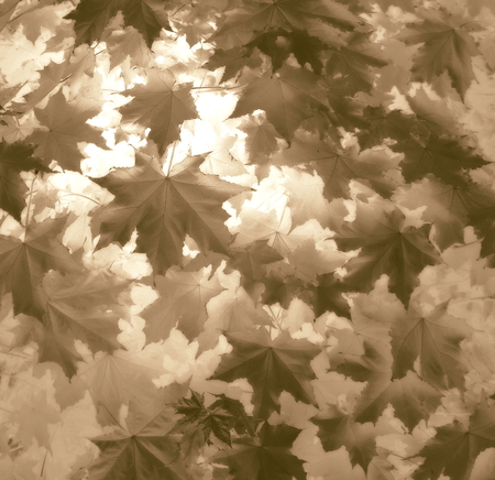 maple leaves texture background