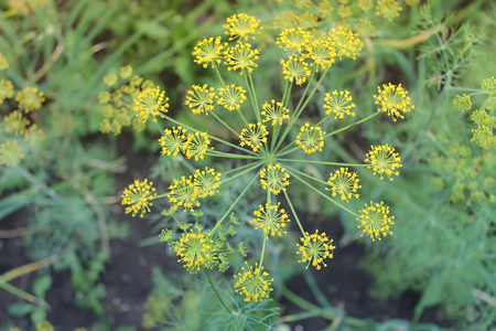 dill flower on the bed close-up