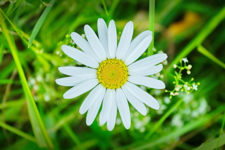 beautiful white Daisy on a green meadow