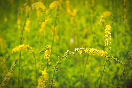 flowering meadow field in summer yellow flowersの写真素材