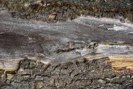 the texture of the tree bark spruce resin springの写真素材