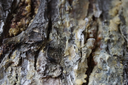 the texture of the tree bark spruce resin springの写真素材
