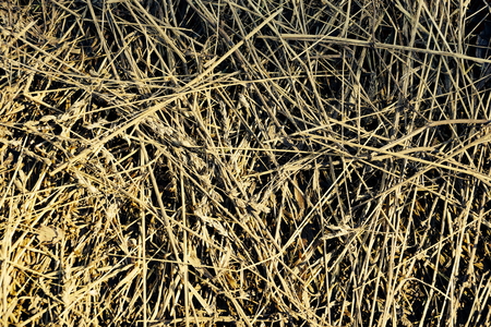 Old grass straw texture background. spring natural texture of dry grass. beige background color