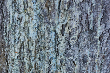 the texture of the tree bark spruce resin spring
