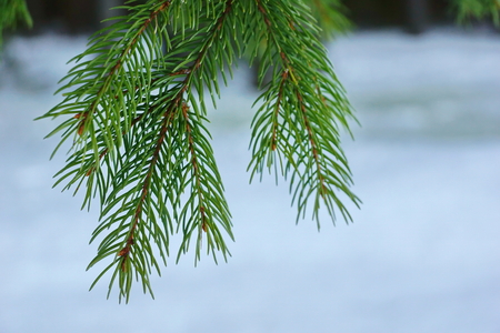a branch fluffy green Christmas tree in the forestの写真素材