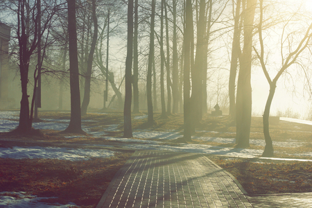 spring landscape Park in the fog and the trees melting snowの写真素材
