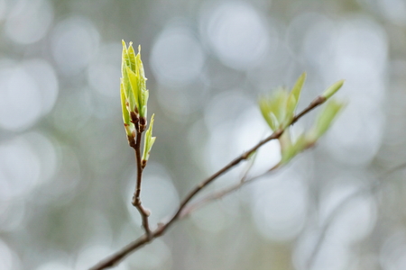 spring leaves bloom on a branch. spring asの写真素材