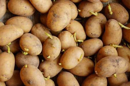 potato sprouts for plantingの写真素材
