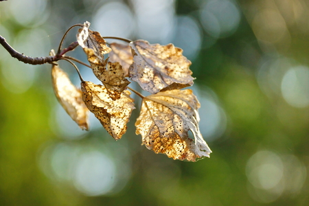 dry old birch leaves in the wind blurred green bokeh backgroundの写真素材