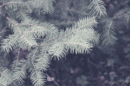 a branch fluffy green Christmas tree in the forestの写真素材