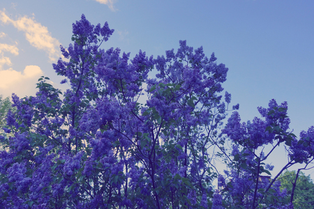 fluffy lilac. bush blooming lilac spring flowerの写真素材