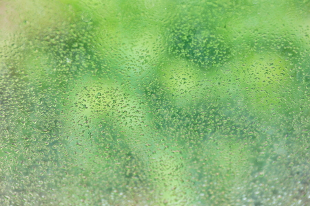 summer rain drops on window glass fresh green background textureの写真素材