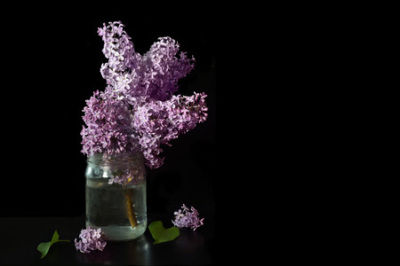 still life lilac branch in a glass jar on a black background isolateの写真素材