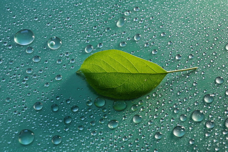 green young Apple leaf and water drops on green background ecology concept