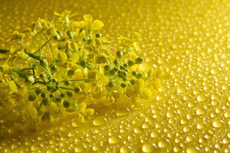 branch field yellow flower on a yellow background of a drop of water.の写真素材
