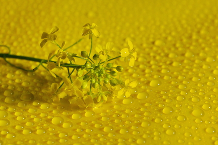 branch field yellow flower on a yellow background of a drop of water.の写真素材