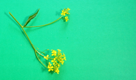 branch field yellow flower on a green background