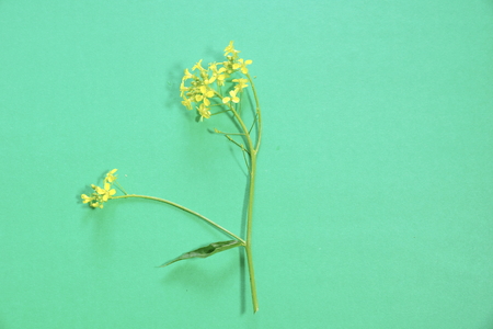 branch field yellow flower on a green backgroundの写真素材