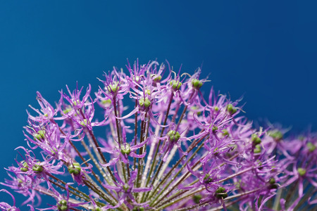 blooming decorative bow on blue background close-upの写真素材
