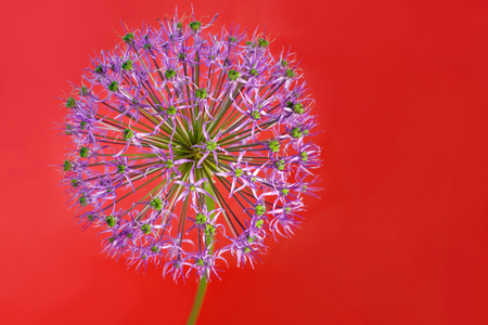 blooming decorative bow on red backgroundの写真素材