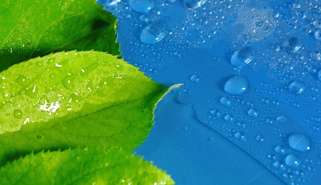 green Apple leaf on a blue background close-up. water drop. for designの写真素材