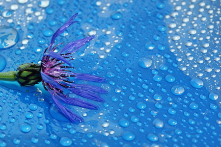 flowering cornflower on a blue background close-up. water drop. for designの写真素材