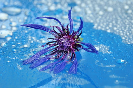 flowering cornflower on a blue background close-up. water drop. for designの写真素材