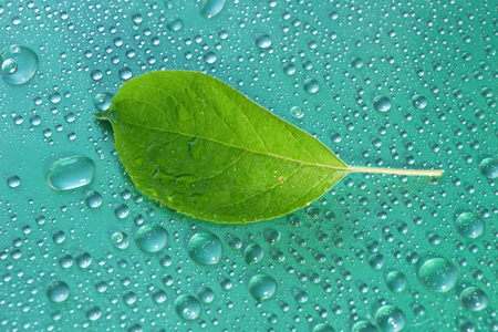 green Apple leaf on a blue background close-up. water drop. for designの写真素材