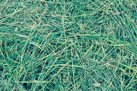 mown grass hay texture backgroundの写真素材