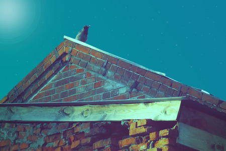 crow on the roof at midnight guardingの写真素材