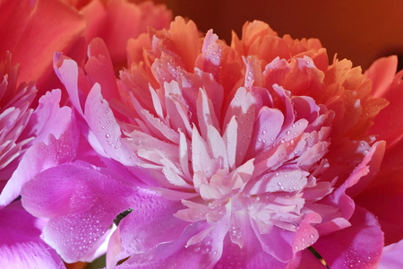 fresh pink peonies water drops close-up beautiful flower Budの写真素材