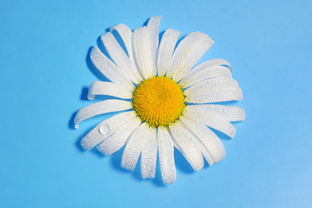 white Daisy on blue background water drops, summer colors for the designの写真素材