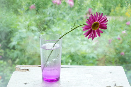 one pink chamomile on the table by the window in a glass raindrops on the window green backgroundの写真素材