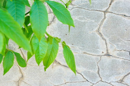 the old grey cement wall stucco texture background young green foliage youth and old age antiquityの写真素材