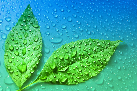 green leaves on blue water drop background ecology energy of plant life organic lifeの写真素材