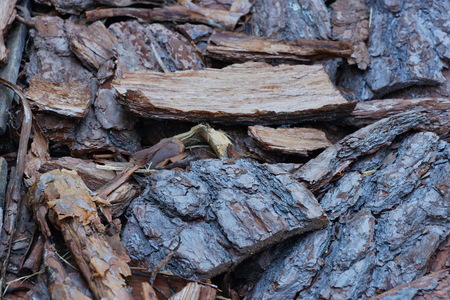 pine bark pieces of bark close-up perspective